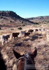 Cattle Herding View From the Saddle