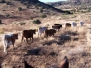 Cattle Herding