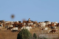Cowboy Moving the Herd