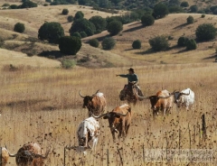 Cowboy Placing the Herd