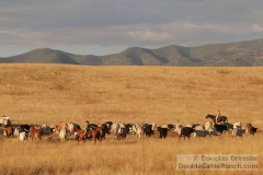Cowboys Bunching the Cattle Up On a Cattle Drive