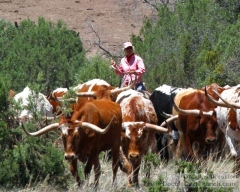 Cowgirl Cande Moving Steers