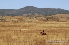 Gathering Cattle on Horseback