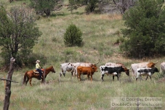 Herding Texas Longhorns