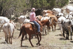Herding Longhorns on Horseback
