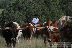 Karl Gathering Cattle Before a Move