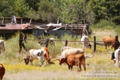 Longhorn Cattle on the Ranch