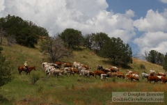 Stacey Herding Longhorns