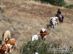 Throwing a Cattle Drive Together