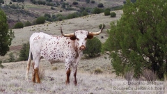 White Spotted Texas Longhorn Steer