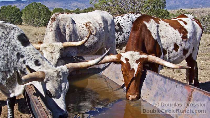 Texas Longhorn at the Watering Trough