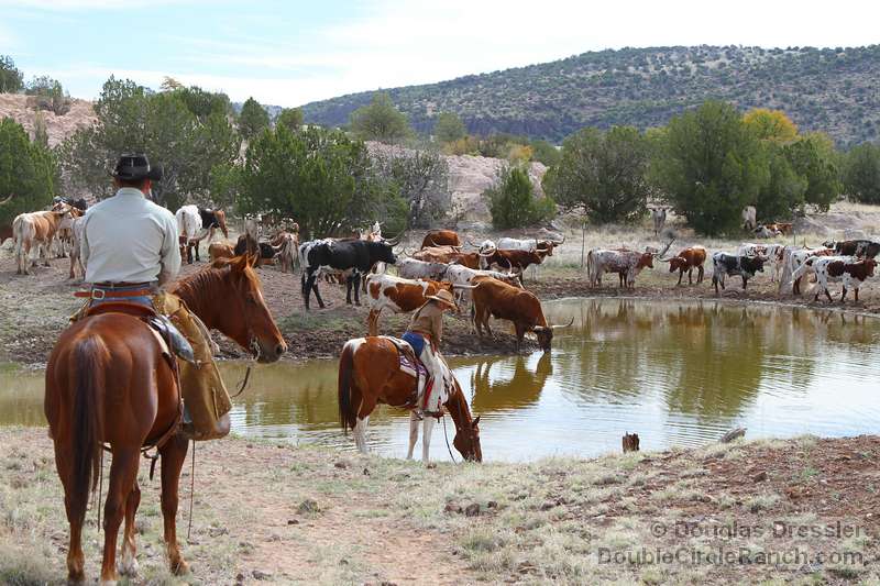 Watering the Herd During a Cattle Move