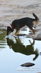 Cowdog Belle Starr Stops for a Drink