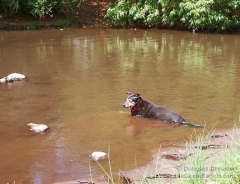 Cowdog Cooling Off in Eagle Creek