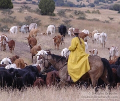 Cowgirl in a Slicker Herding Cattle