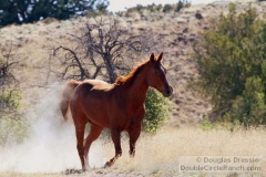 Ajo, the Cattle Ranch Horse