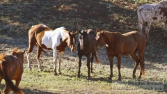 Double Circle Ranch Horses