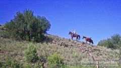Horses Packing in Along a Ridge