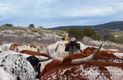 Getting Up-Close with the Longhorns