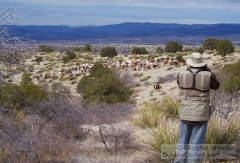 Photographing the Cattle Drive to Gray's Peak