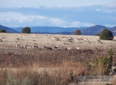 Antelope Herd