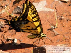 arizona-state-butterfly-two-tailed-swallowtail