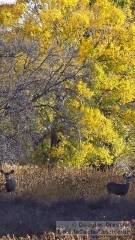 deer-in-fall-colors