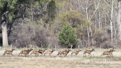 herd-of-elk-run-along-a-fence