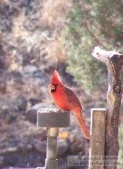 northern-cardinal-at-feeder