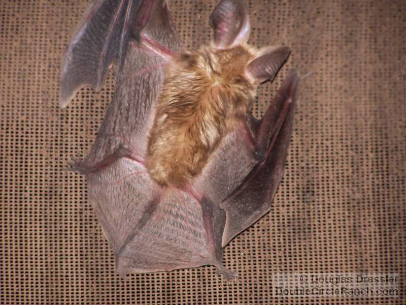 resident-bat