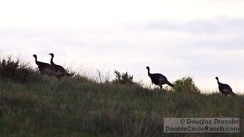 wild-turkeys-on-ridge