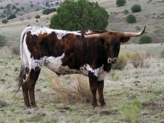 #8 of the ten steers featured this week for sponsorship