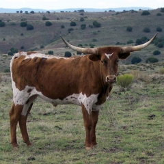 Red brindle lineback