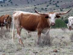 Red roan with lots of horn