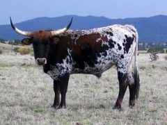 Speckled with black tipped horns