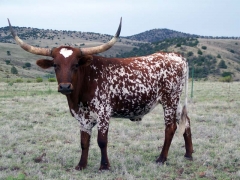 Red and white with a map of Texas