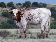 White with red speckles