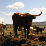 The Double Circle Ranch maintained a herd of several hundred Texas Longhorn steers