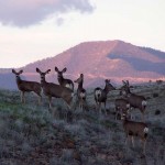 Mule deer, antelope and elk often graze alongside our herd of Longhorn steers.