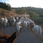 Herding cattle by horseback at the Double Circle Ranch
