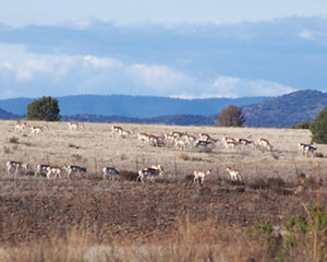 Antelope Herd on the Ranch