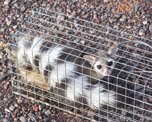 Ringtail Cat in Live Trap