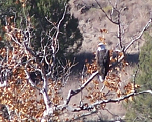Bald Eagle on the Ranch