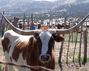 Dude Ranch Texas Longhorn