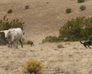 CowDogs Herding Texas Longhorns