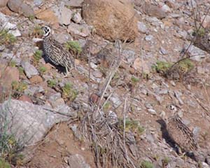 Mearns Quail at the Double Circle Ranch