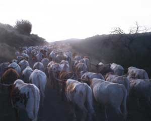Open Range Herding Cattle On the Road
