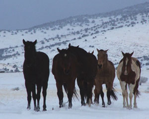 Winter weather on the ranch - Horses in the snow
