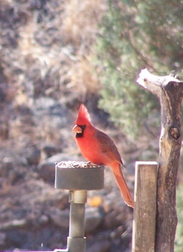 Northern Cardinal at Feeder