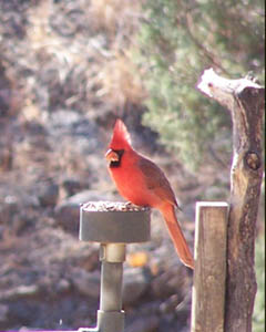 Northern Cardinal at Feeder
